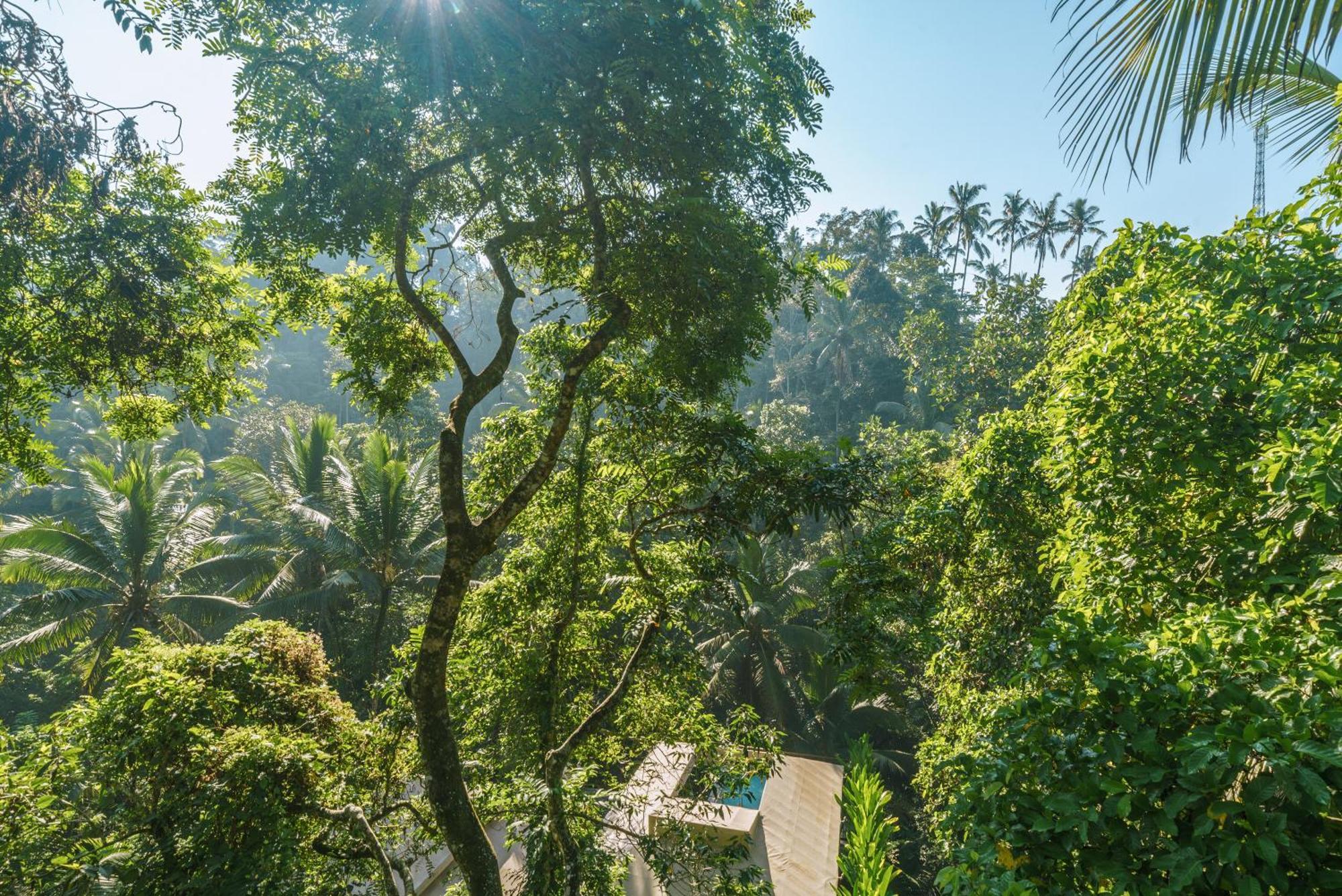 Kanva Ubud Tegallalang  Pokoj fotografie